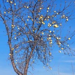 Vánoční stromeček v polích