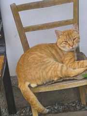 Z tohohle rodu byla naše Zrzečka